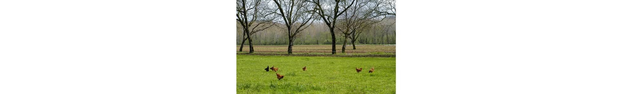 Diversité des agricultures