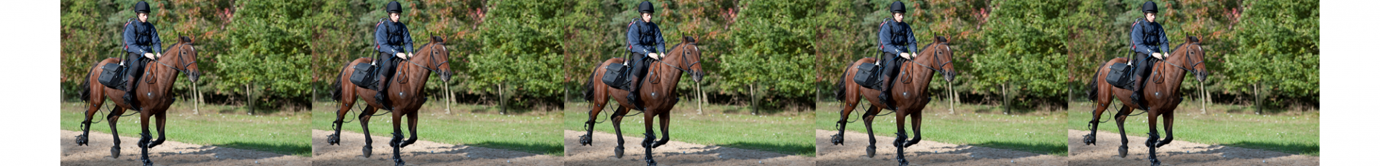 Groupe Filière Equine : Etude de pathologie locomotrice du cheval.