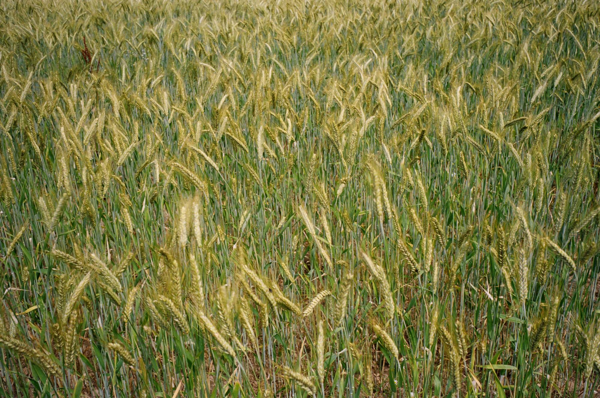 Champ de blé représentatif du Groupe Filière Céréales