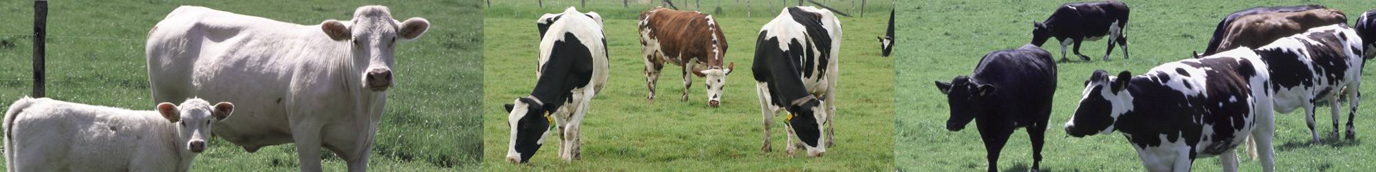 Vaches en paturage en Auvergne Rhone Alpes