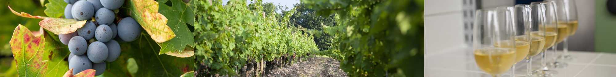 Filière Vigne et Produits de la Vigne